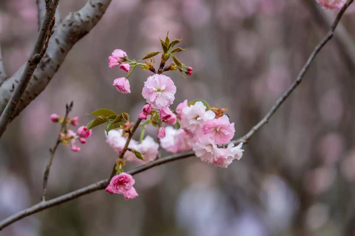 深圳观澜湖第五届樱花节门票价格、时间地点