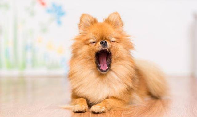 狗在生你气啦14个迹象表明您的狗在暗里生气