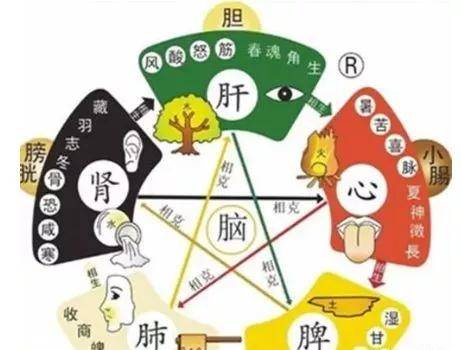 全面了解中医的脏腑（精华版）_五脏
