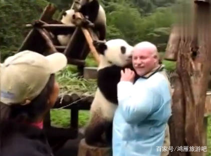 熊猫看到光头大叔很新奇，非要摸一摸人家的头，随后就爱不释手
