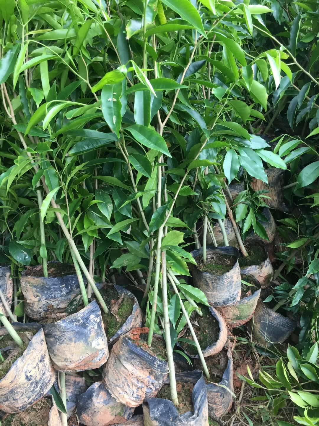 顾正华环抱百年沉香树初中毕业后不久,还处于懵懂少年