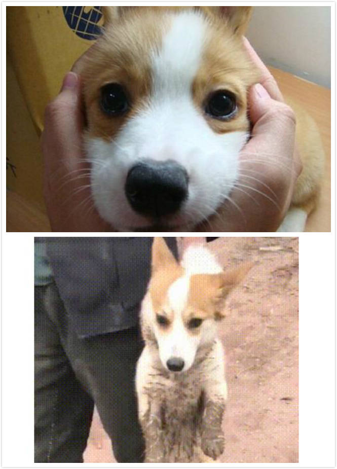 狗狗回农村过年前后对比,太搞笑了,简直判若两狗