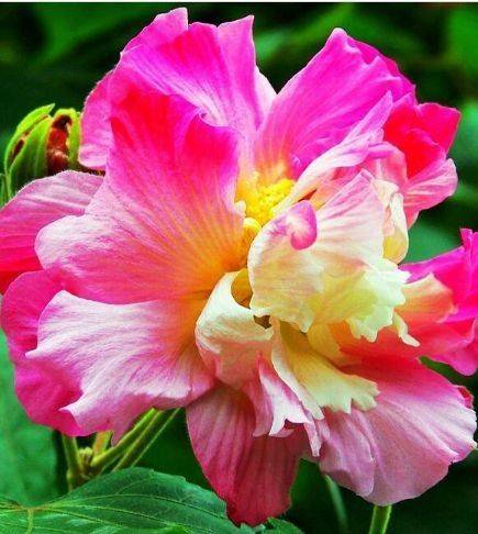 养花就养4种花,好养易活花量大,开花漂亮花期长,谁养谁喜欢