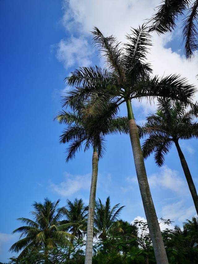 这个寒假重温海口的美好时光，感受久违的温暖