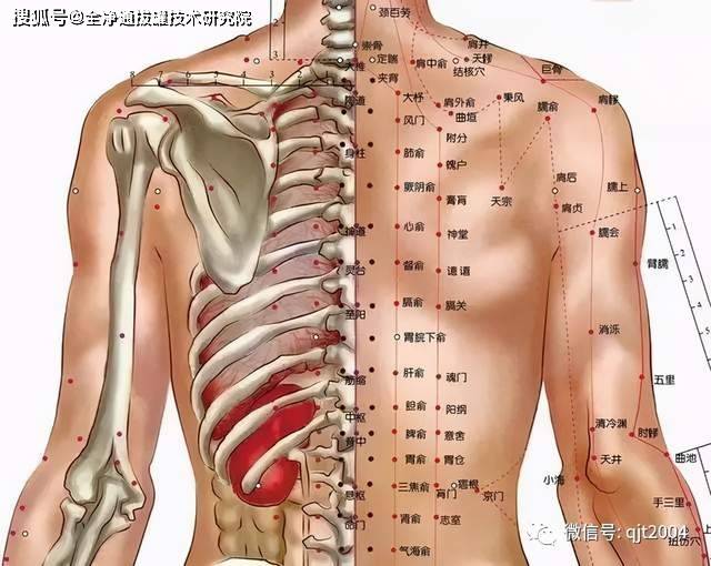 你知道为什么拔罐最常用到的就是背部膀胱经吗全净通拔罐