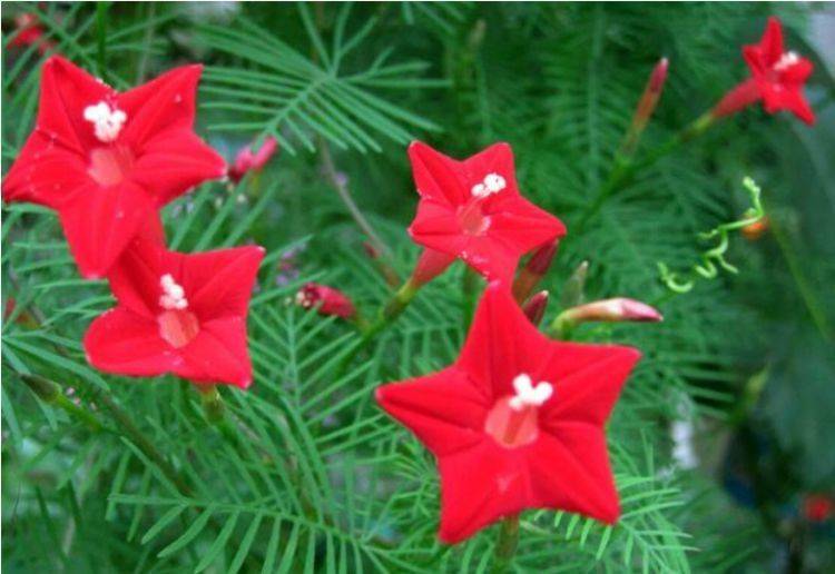 5种 懒人花 耐晒耐旱 一次能开100朵 像花海 开花