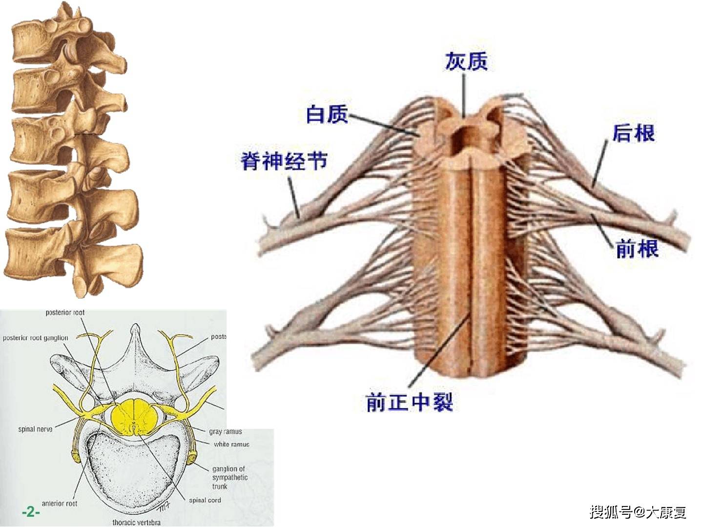 臂丛神经解剖图谱