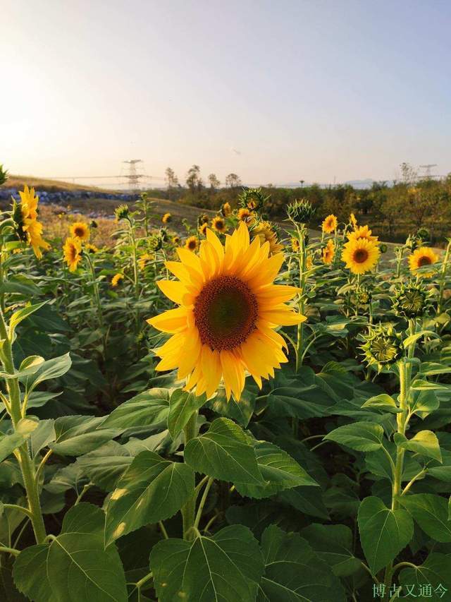 东方不败之葵花向阳图片