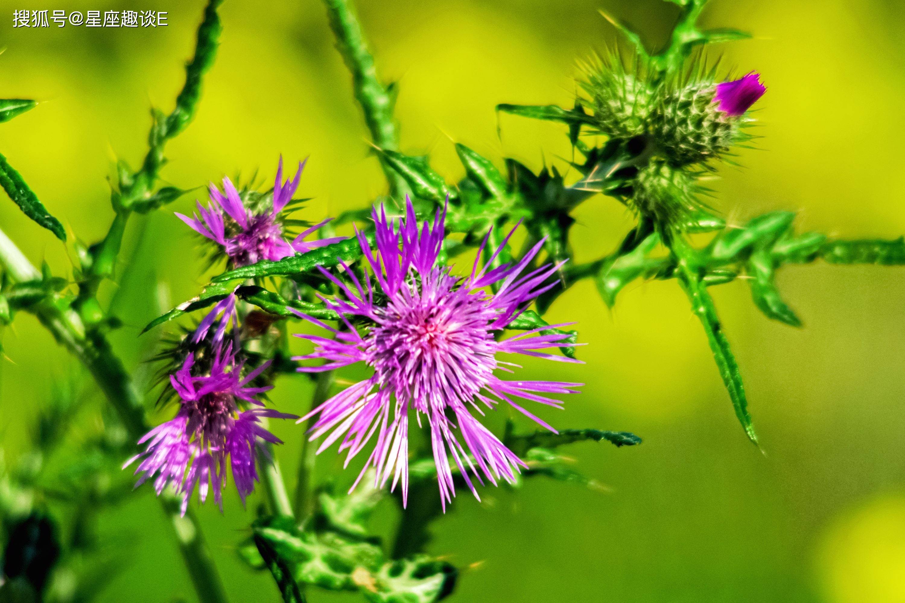 锦花什么月成语_草什么花什么成语(2)