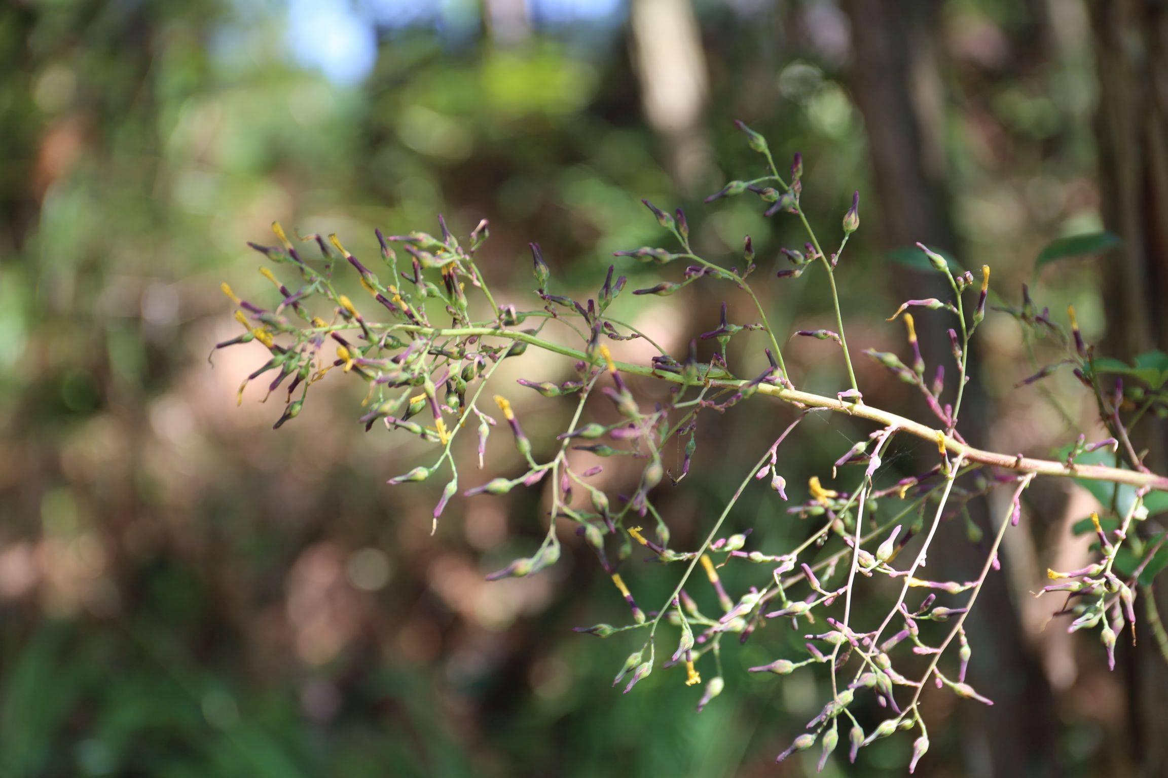 庆元植物1386-菊科-翅果菊属-高大翅果菊(毛脉翅果菊,现莴苣属)_浙江
