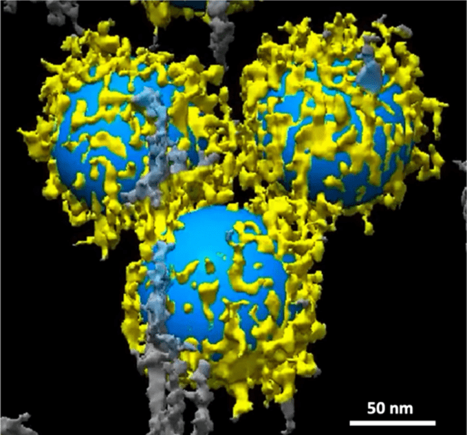 的作用|纳米材料与生物大分子的作用通过冷冻电镜可观察