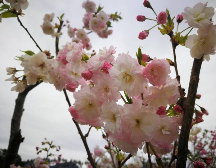 2021东莞麻涌古梅园樱花节春节盛大启幕