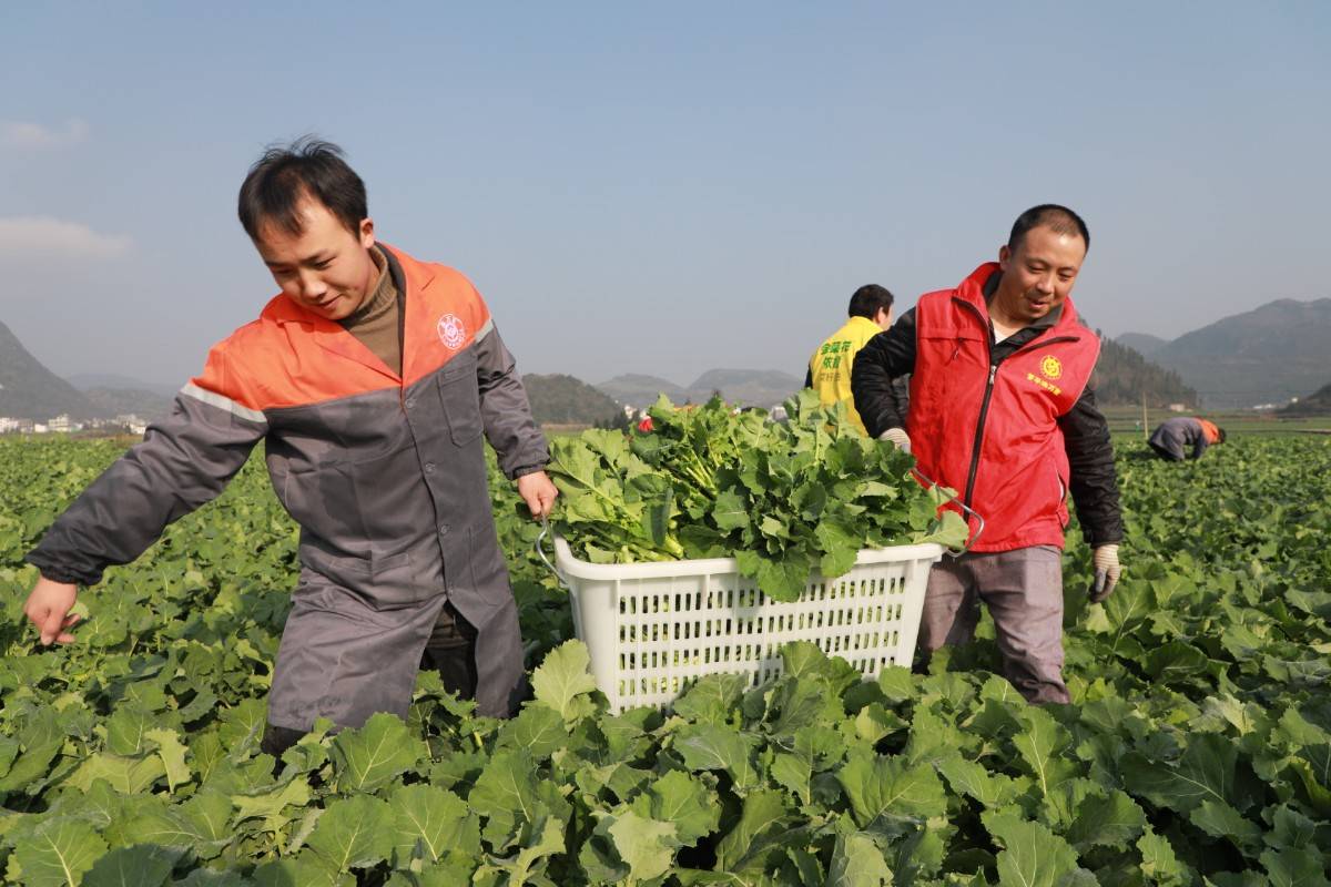 什么时候种植油菜 f79ccfaa78474895a48583dbd20ee346.jpeg