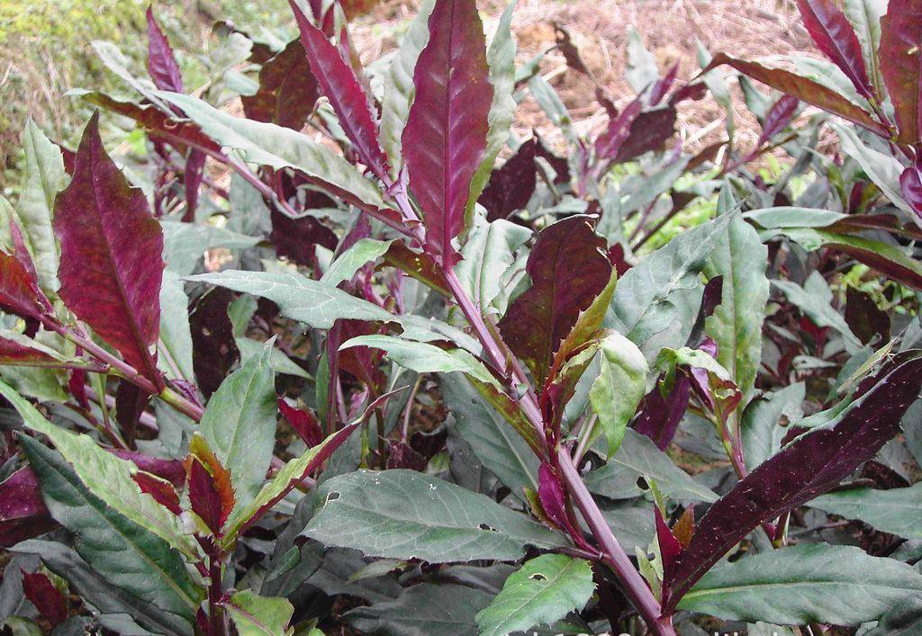 中医李燕:药食同源紫背菜,糖友多吃利健康!_手机搜狐网