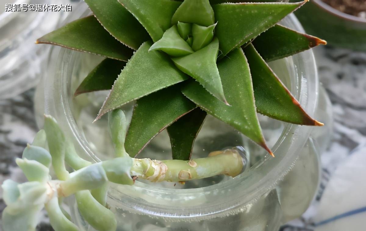 多肉怎么扦插之后要怎么养护 4601e6c51e5e4582a1ed078eaf20e94d.jpeg