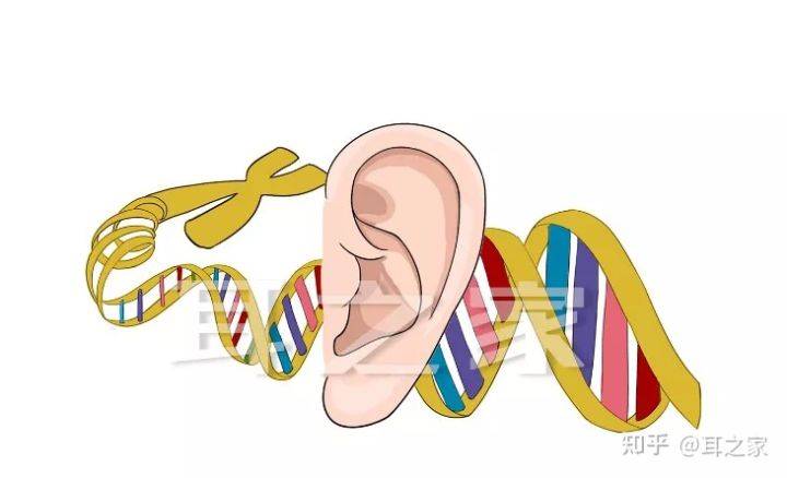 关于遗传性耳聋你了解多少呢上
