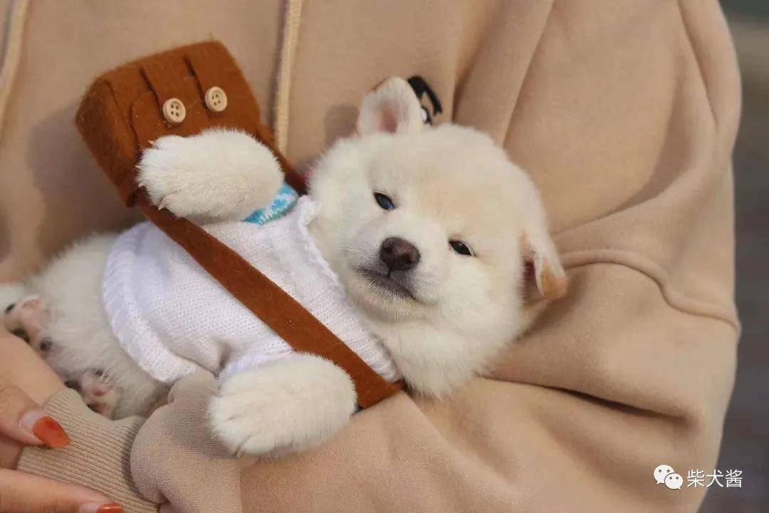 广西土猎和柴犬长很像,是一种狗吗?