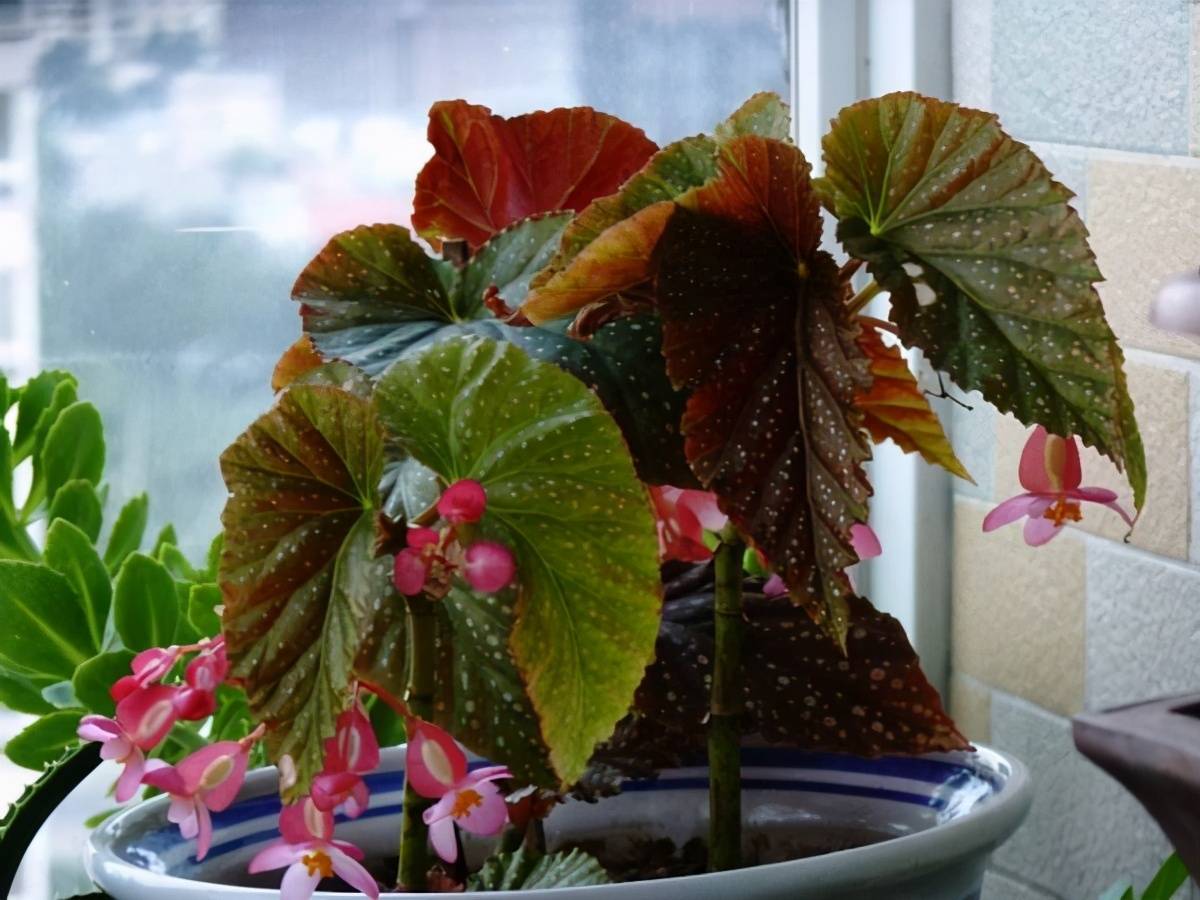 竹节秋海棠花瓣形似"爱心",开花一簇连一簇,好看又好养