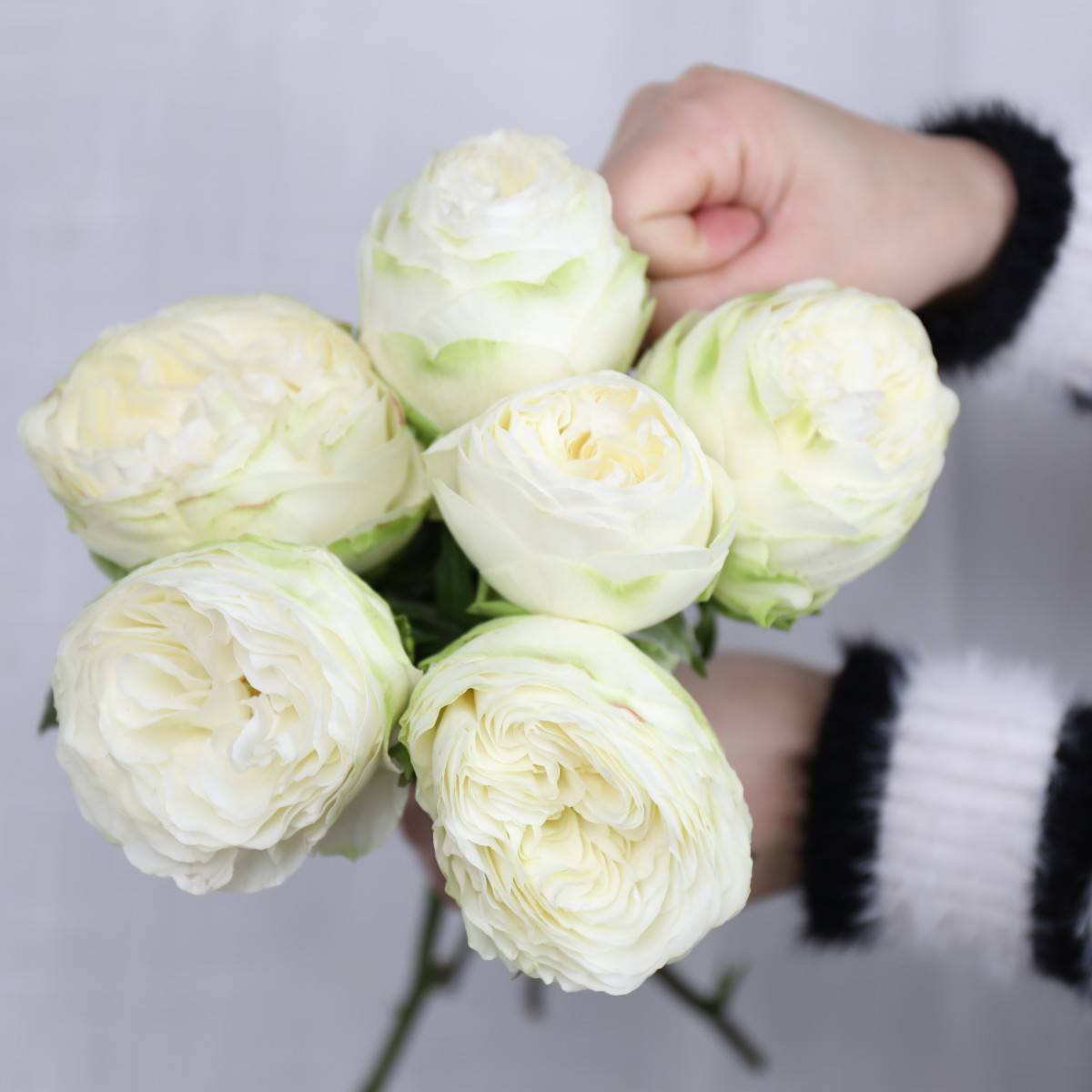 新品6款牡丹玫瑰来袭喜欢大花头玫瑰的绝对不能错过哦