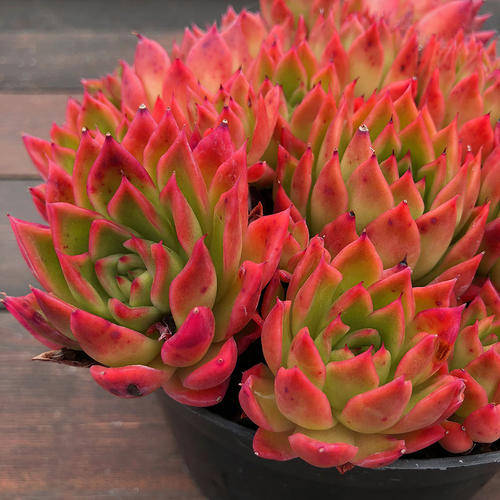 为您整理20款红色系多肉,热情奔放,总有一款是你迷恋的!