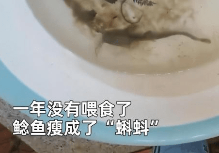 男子把鲶鱼忘水缸一直没喂食 一年后想起来一看当场惊了（图）