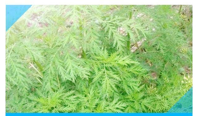 原创驱虫一哥宝塔糖许多人都吃过却消失了并非被时代淘汰