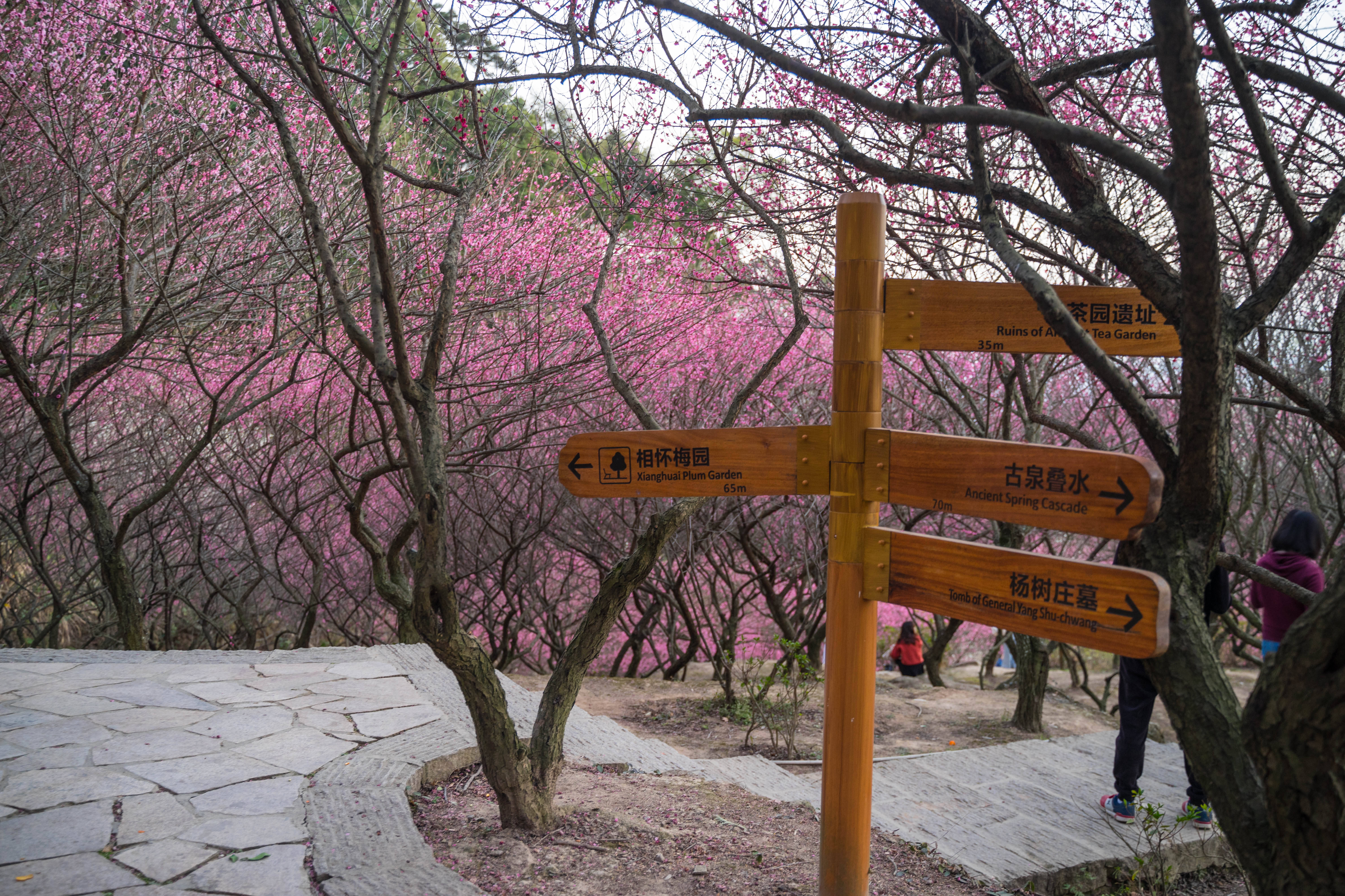 福州鼓山梅里：相怀梅园，山谷红梅花枝俏