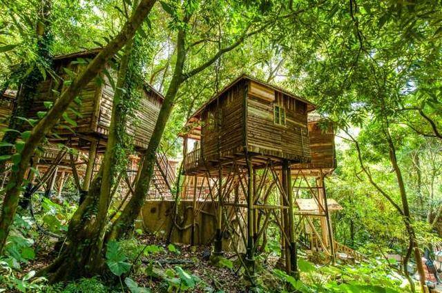 广东有个超适合“隐居”的树屋，藏在深山之中，你想去感受一下吗