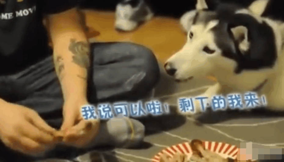 主人獨享美味雞爪，貪吃二哈竟做出這舉動，網友看了直呼戳心 萌趣萌寵 第2张