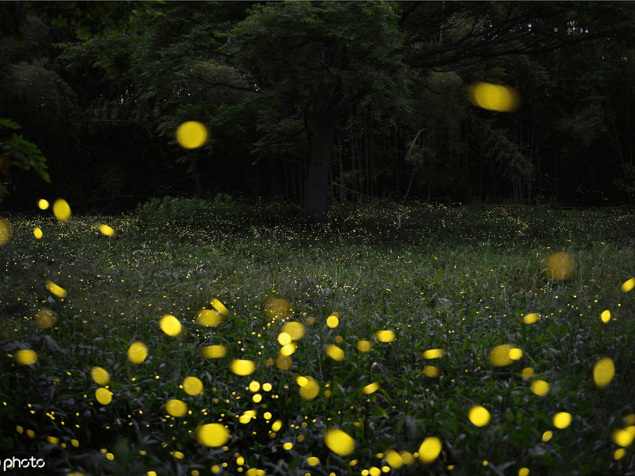 夏天夜晚萤火虫的图片图片