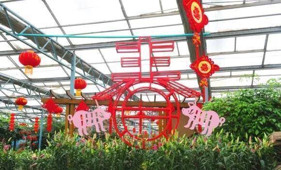 正月初一至十六郑州绿博园6万株百合将盛开成 花海 造型