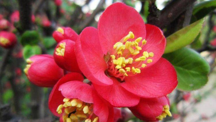 家里种什么植物旺桃花 ef57fb709aef434b93e98884771a5893.jpeg