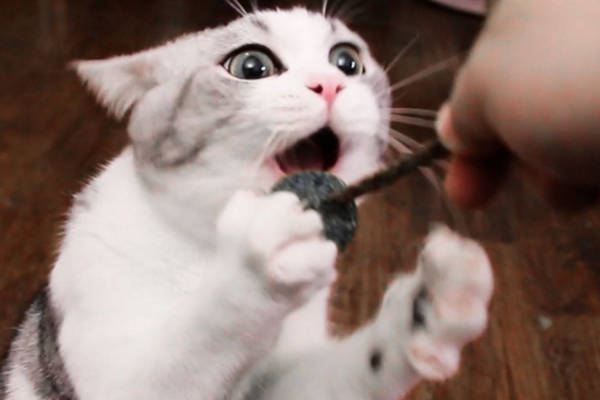 现在吸猫一族越来越多，吸猫真的很有快感吗？