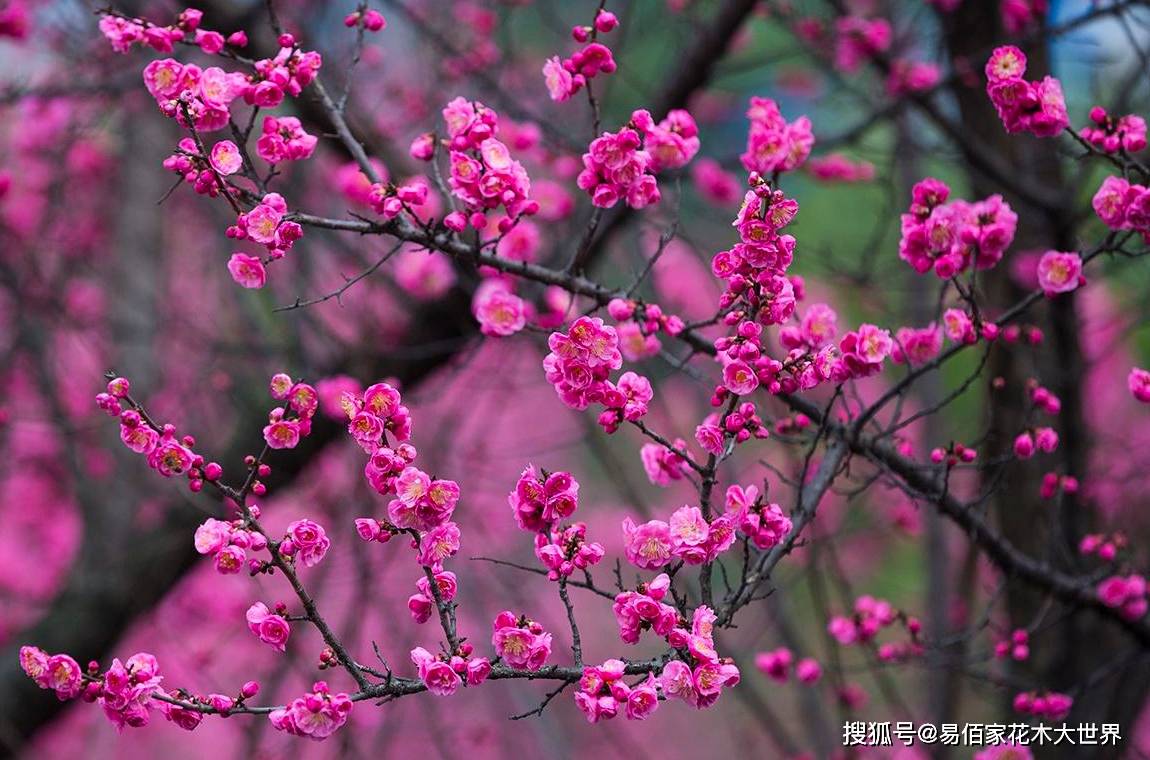 立春 春暖花开 什么花会开满枝头 开花