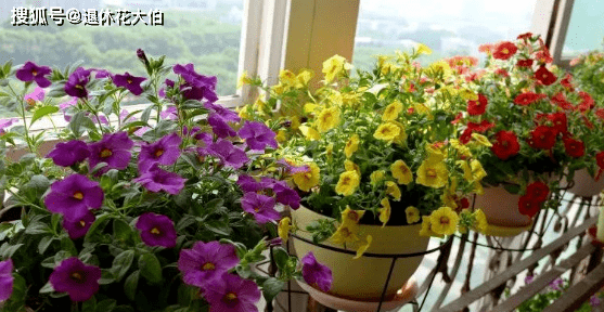 怎么养花才能活得更久 9b7adfcfe38a4f1e879c53690d61dc09.png