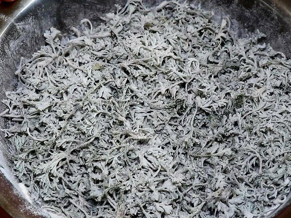 若遇到这种"长满白毛"的草,请你拿个袋子装,二月价值最高_野菜