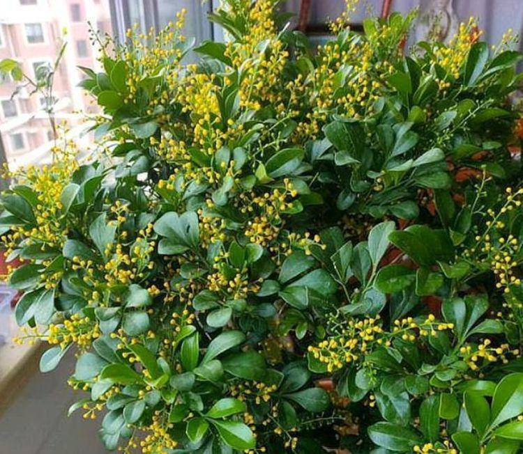 原创此款花草适合新手养殖除了能吸收甲醛还能用于美容