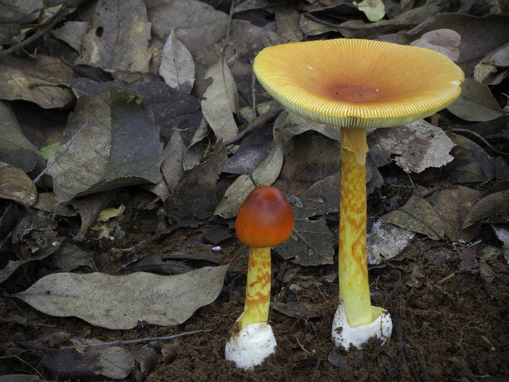 红黄鹅膏(amanita hemibapha) 拍摄:stephen axford