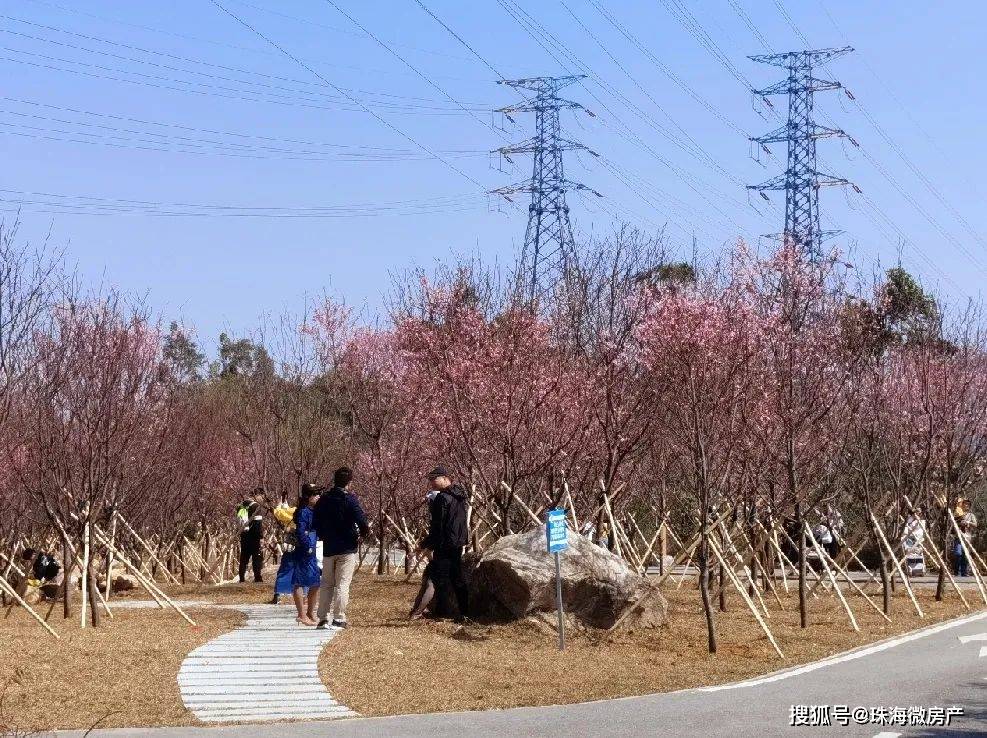 免费开放！珠海这片樱花林，开得正艳！