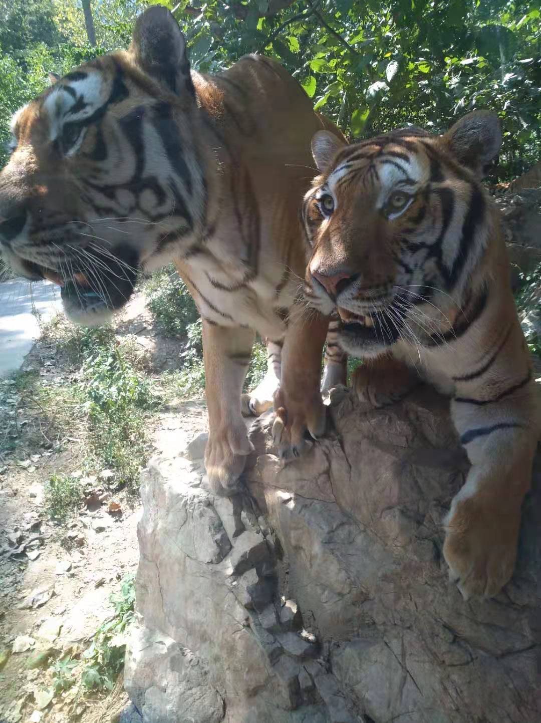 河南一森林動物園老虎傷人?官方回應_焦作市