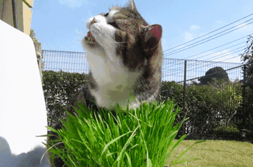 什么食物可以帮助猫咪排毛 b4bcb9c32c97489aa3cd17c5daf3dfe2.png