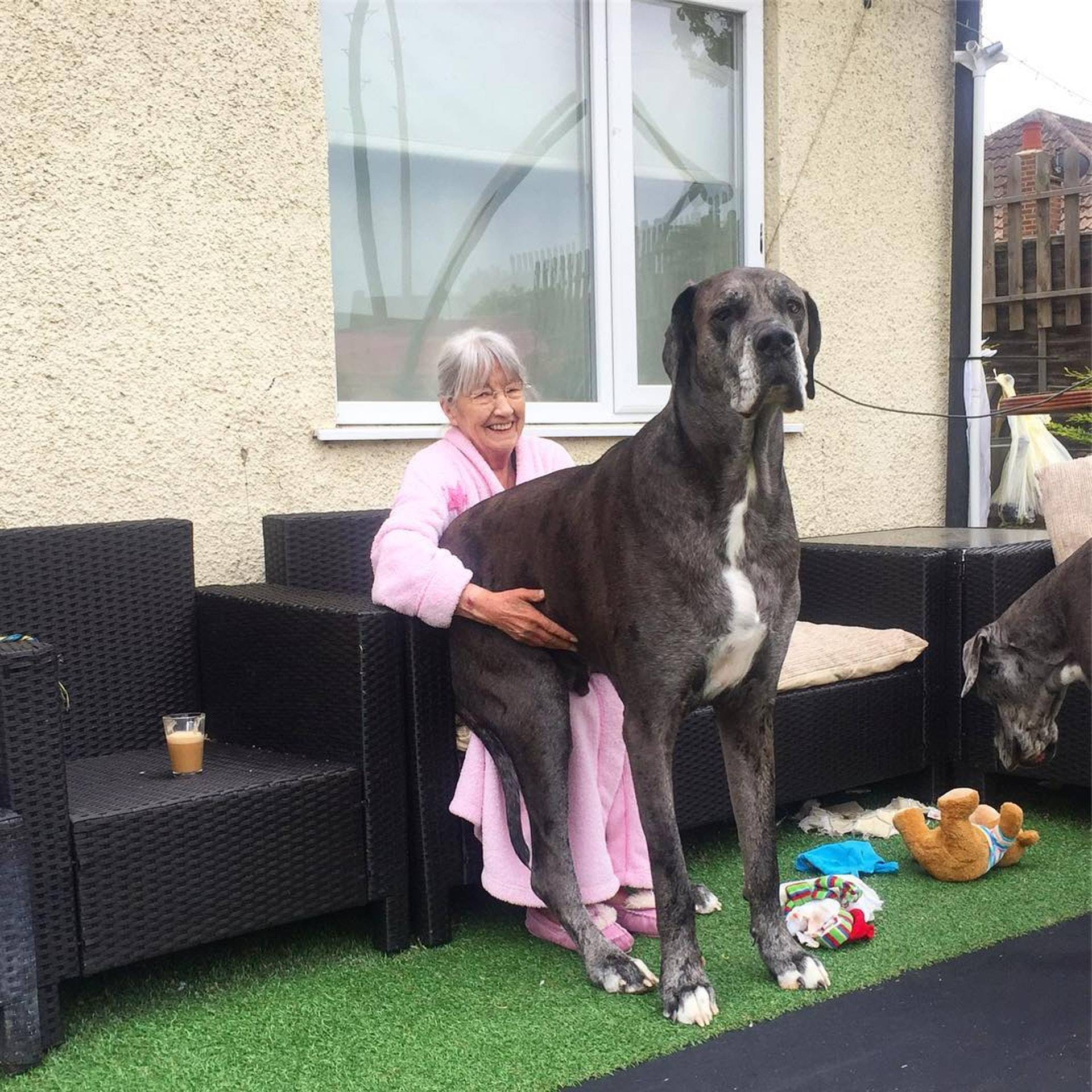 世界上最大的狗狗洗澡 2bec13b1d65e470aad5456ced0a80850.jpeg