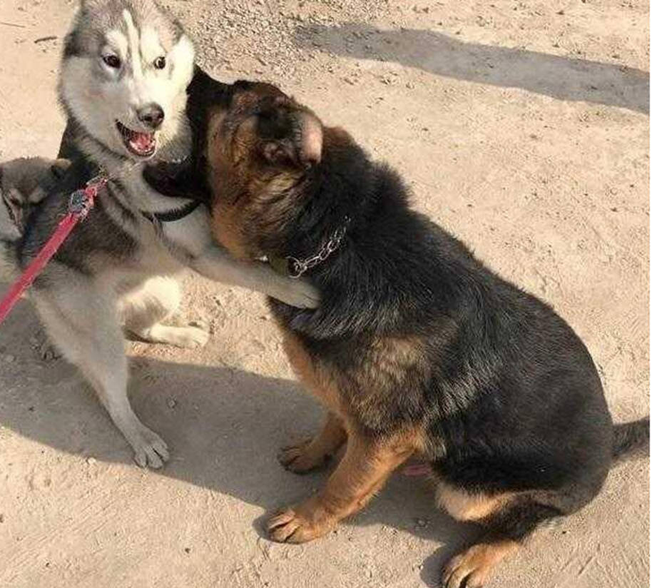二哈和牧羊犬偶遇，開啟亮眼打招呼方式，主人笑得直不起腰 萌趣萌寵 第2张