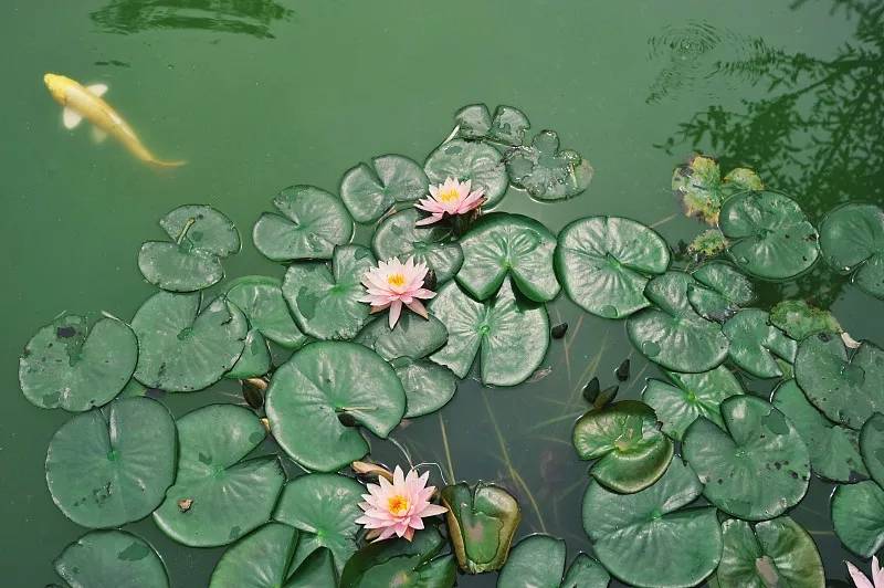 五行中水生木好吗 a69270d5fc2949f69b9f362f5be82184.jpeg