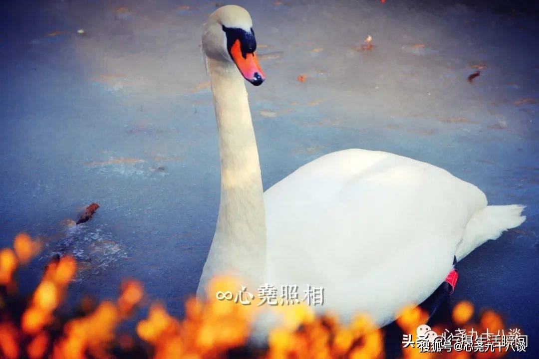 什么是天鹅颈标准 fb17ed90da1d49528bbb44289fe10e01.jpeg