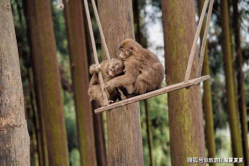 成都周边好去处，能与野生猴群亲密接触，比峨眉山的猴子更讨喜