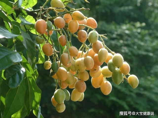 黄皮是什么样的皮肤 66499663686e432f9413a26db57abd41.jpeg