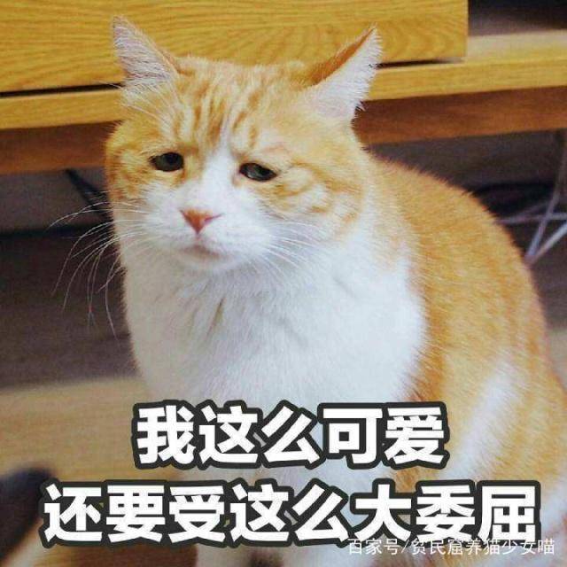 396bde16f77a46cd8656057ac9bc0dcd.jpeg