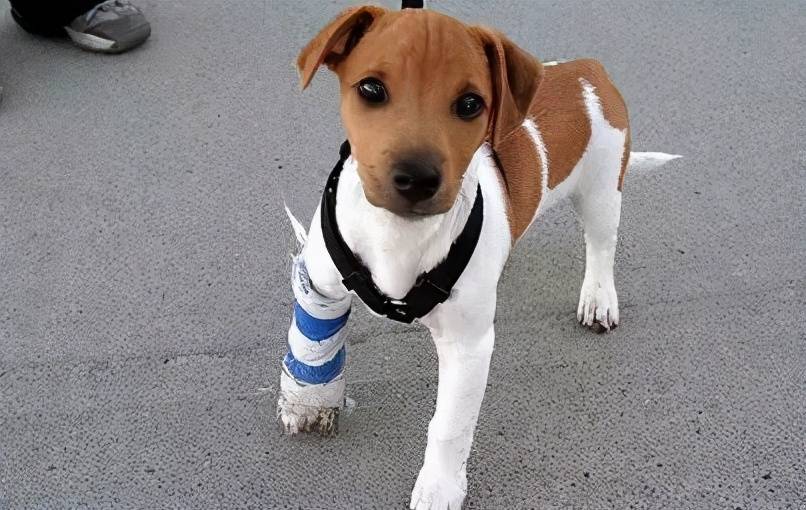 狗为啥会突然瘸腿 550fad50efe844f78c98b77141c988cb.jpeg