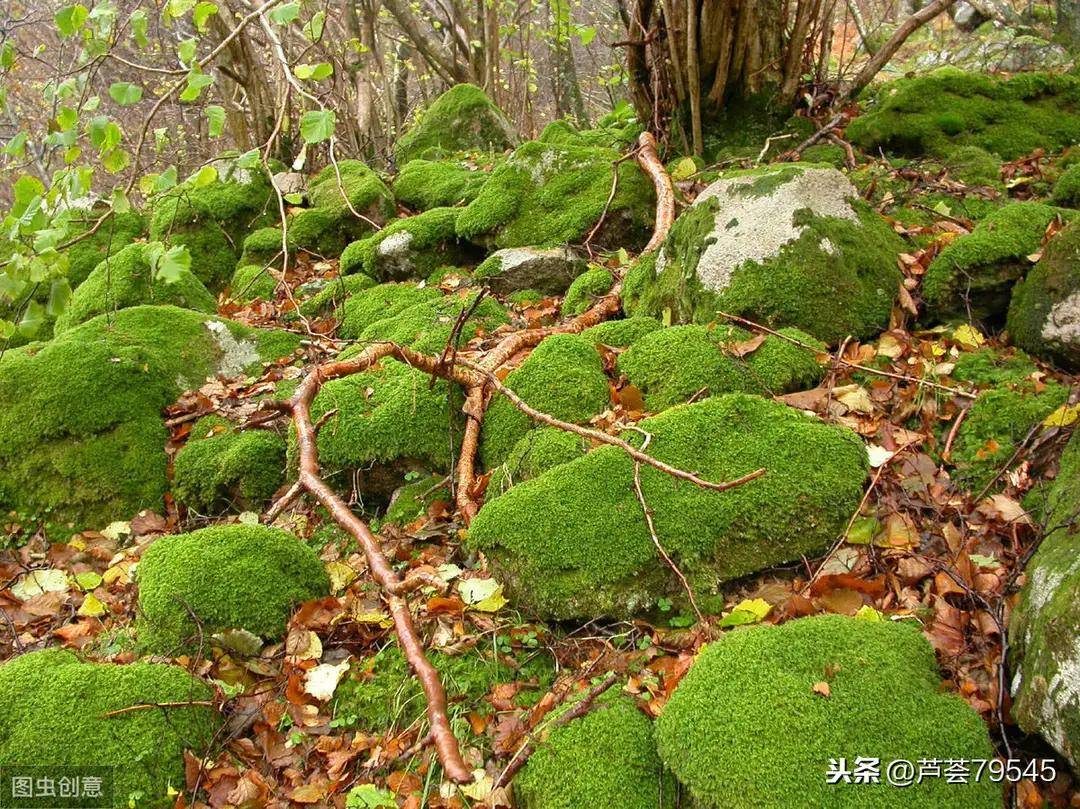 花开如米 世上最小的花 开在诗人袁枚的 苔 中 生命